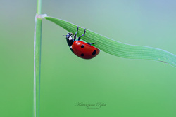 SZT-703 Silver earrings LADYBIRD - SILVER 925